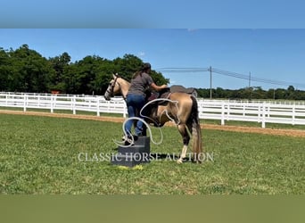Tennessee walking horse, Caballo castrado, 5 años, 152 cm, Buckskin/Bayo
