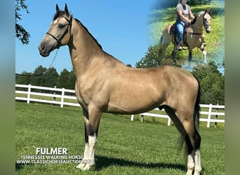 Tennessee walking horse, Caballo castrado, 5 años, 152 cm, Buckskin/Bayo