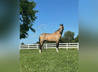 Tennessee walking horse, Caballo castrado, 5 años, 152 cm, Buckskin/Bayo