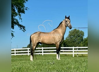 Tennessee walking horse, Caballo castrado, 5 años, 152 cm, Buckskin/Bayo