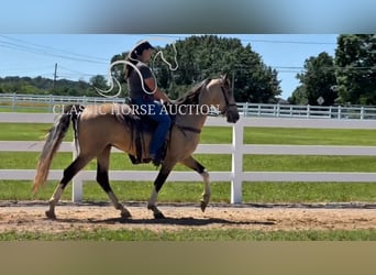 Tennessee walking horse, Caballo castrado, 5 años, 152 cm, Buckskin/Bayo
