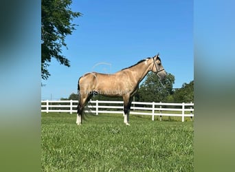 Tennessee walking horse, Caballo castrado, 5 años, 152 cm, Buckskin/Bayo