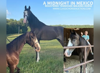 Tennessee walking horse, Caballo castrado, 5 años, 152 cm, Negro