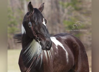Tennessee walking horse, Caballo castrado, 5 años, 152 cm, Negro