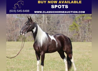 Tennessee walking horse, Caballo castrado, 5 años, 152 cm, Negro