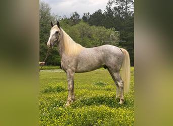 Tennessee walking horse, Caballo castrado, 5 años, 152 cm, Sabino