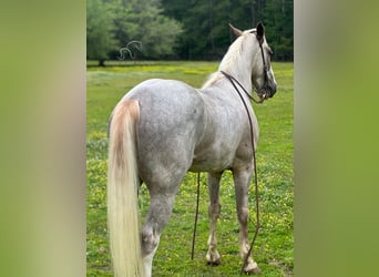 Tennessee walking horse, Caballo castrado, 5 años, 152 cm, Sabino