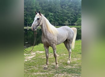 Tennessee walking horse, Caballo castrado, 5 años, 152 cm, Sabino