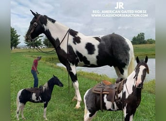 Tennessee walking horse, Caballo castrado, 5 años, 152 cm, Tobiano-todas las-capas