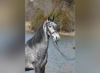 Tennessee walking horse, Caballo castrado, 5 años, 152 cm, Tordo