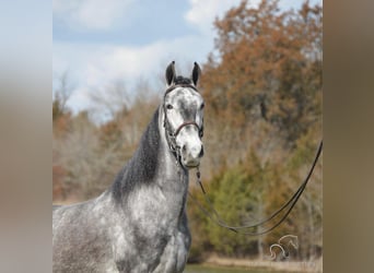 Tennessee walking horse, Caballo castrado, 5 años, 152 cm, Tordo