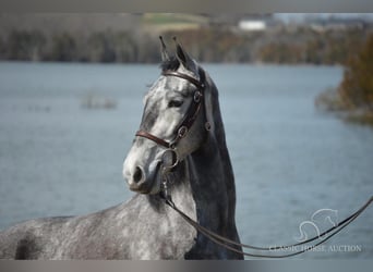 Tennessee walking horse, Caballo castrado, 5 años, 152 cm, Tordo