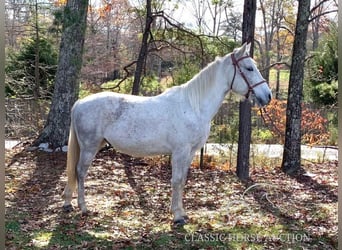 Tennessee walking horse, Caballo castrado, 5 años, 152 cm, Tordo