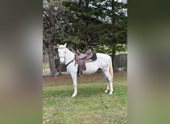 Tennessee walking horse, Caballo castrado, 5 años, 152 cm, Tordo