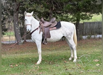 Tennessee walking horse, Caballo castrado, 5 años, 152 cm, Tordo