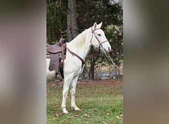 Tennessee walking horse, Caballo castrado, 5 años, 152 cm, Tordo