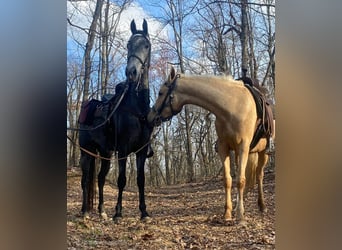 Tennessee walking horse, Caballo castrado, 5 años, 152 cm, Tordo