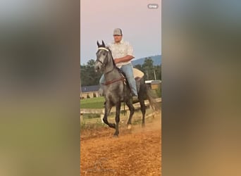 Tennessee walking horse, Caballo castrado, 5 años, 152 cm, Tordo