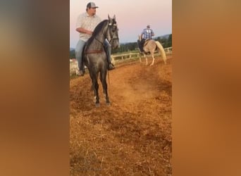 Tennessee walking horse, Caballo castrado, 5 años, 152 cm, Tordo