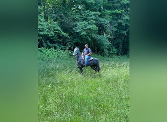 Tennessee walking horse, Caballo castrado, 5 años, 152 cm, Tordo