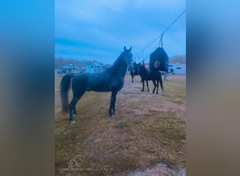 Tennessee walking horse, Caballo castrado, 5 años, 152 cm, Tordo