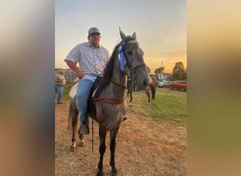 Tennessee walking horse, Caballo castrado, 5 años, 152 cm, Tordo