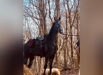 Tennessee walking horse, Caballo castrado, 5 años, 152 cm, Tordo