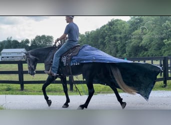 Tennessee walking horse, Caballo castrado, 5 años, 152 cm, Tordo