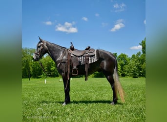 Tennessee walking horse, Caballo castrado, 5 años, 152 cm, Tordo