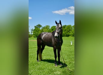 Tennessee walking horse, Caballo castrado, 5 años, 152 cm, Tordo