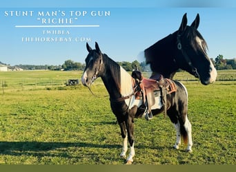 Tennessee walking horse, Caballo castrado, 5 años, 160 cm, Tobiano-todas las-capas