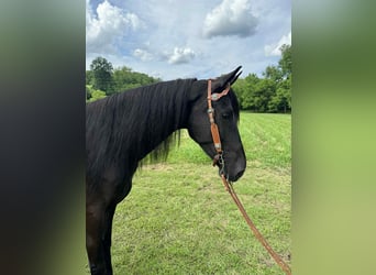 Tennessee walking horse, Caballo castrado, 5 años, Negro