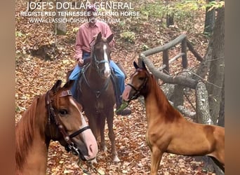 Tennessee walking horse, Caballo castrado, 6 años, 142 cm, Alazán-tostado