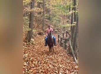 Tennessee walking horse, Caballo castrado, 6 años, 142 cm, Alazán-tostado