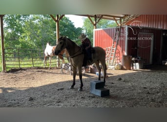 Tennessee walking horse, Caballo castrado, 6 años, 142 cm, Buckskin/Bayo