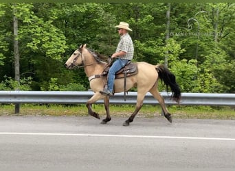 Tennessee walking horse, Caballo castrado, 6 años, 142 cm, Buckskin/Bayo