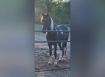 Tennessee walking horse, Caballo castrado, 6 años, 142 cm, Tobiano-todas las-capas