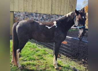 Tennessee walking horse, Caballo castrado, 6 años, 142 cm, Tobiano-todas las-capas