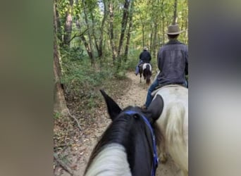 Tennessee walking horse, Caballo castrado, 6 años, 142 cm, Tobiano-todas las-capas