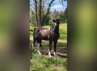 Tennessee walking horse, Caballo castrado, 6 años, 142 cm, Tobiano-todas las-capas