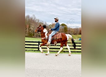 Tennessee walking horse, Caballo castrado, 6 años, 142 cm, Tobiano-todas las-capas