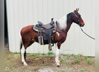 Tennessee walking horse, Caballo castrado, 6 años, 142 cm, Tobiano-todas las-capas