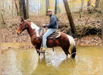 Tennessee walking horse, Caballo castrado, 6 años, 142 cm, Tobiano-todas las-capas