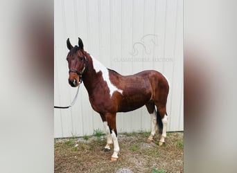 Tennessee walking horse, Caballo castrado, 6 años, 142 cm, Tobiano-todas las-capas