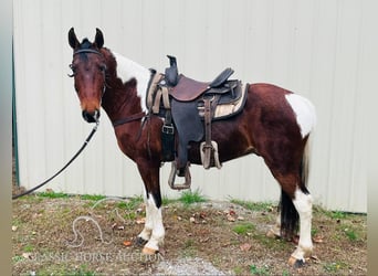 Tennessee walking horse, Caballo castrado, 6 años, 142 cm, Tobiano-todas las-capas