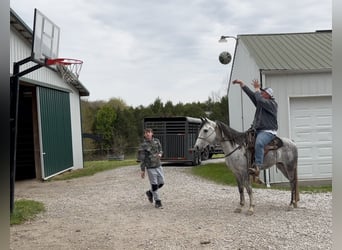 Tennessee walking horse, Caballo castrado, 6 años, 142 cm, Tordo
