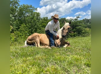 Tennessee walking horse, Caballo castrado, 6 años, 147 cm, Alazán-tostado