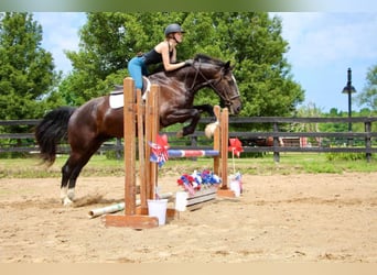 Tennessee walking horse, Caballo castrado, 6 años, 147 cm, Ruano azulado