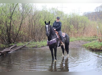 Tennessee walking horse, Caballo castrado, 6 años, 147 cm, Ruano azulado