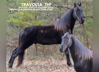 Tennessee walking horse, Caballo castrado, 6 años, 152 cm